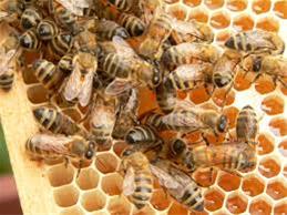 فروش عسل آویشن زنبورهای قوی چند قاب نوزاد زنبور