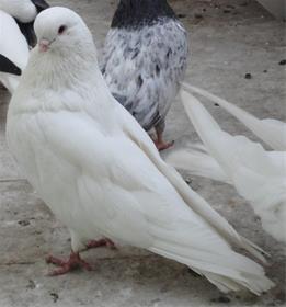 کبوتر نر سفید استثنایی
