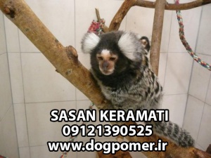 مارموست ، میمون بند انگشتی وارداتی از تایلند ، مالزی ، چین 09121390525 - dogpomer.com