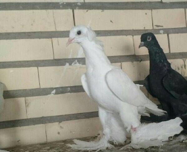 کبوتر سفید کاکلی پا پر
