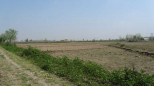 فروش زمین در سیاهگل گیلان با قیمت استثنایی