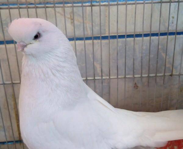 کبوتر نوک قنار ماده سفید