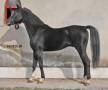 پانسیون اسب با کمترین قیمت در استان اصفهان