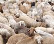 فروش گوسفند بمناسبت عید قربان