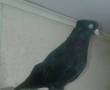 کبوتر سیاه