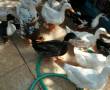 اردک محلی ۳۰ عدد تخم گذار