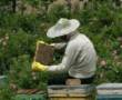 کندوی زنبور عسل با عسل بهاره