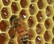 فروش کندو زنبور عسل