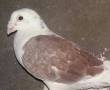 کبوتر پلاکی کوشسری نر عربستان
