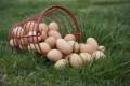 فروش تخم مرغ شاخدار(گینه ای)