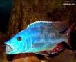 ماهی پلی سیگما