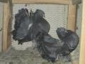 فروش انواع کبوتر زینتی(چتری،بادکنکی،دم رنگی،انگلیسی اصل و...)باقیمت فوق العاده در کاشان