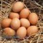 تخم نطفه دار - مرغ محلی ، بلدر چین