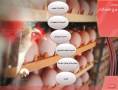 مولتی مدیای آموزش پرورش مرغ تخم گذار