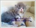 فروش گربه پرشین به رنگ زیبا و کمیاب بای کالر( دو ر