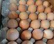 پخش تخم مرغ محلی در کل استان