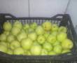 سیب سبز فروشی کیلو ۱۰۰۰تومان هنوز زرد نشدن
