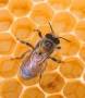 آموزش پرورش زنبور عسل.