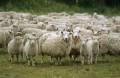 فروش گوسفند عمده ای