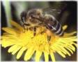 تهیه و تامین و تولید عسل از شهد گلهای( آذربایجان مناطق ) جنگلهای بکر، حفاظت شده و دست