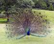 کارگاه پرورش و تکثیر طاووس