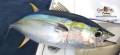 تن ماهی کیدر-یلوفین Tuna Fish -صادرات