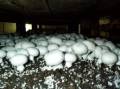 آموزش پرورش قارچ دکمه ای و صدفی به صورت فیلم ، آموزش کشت قارچ خوراکی به صورت تصویری + طرح توجیهی پرورش قارچ جهت اخذ وام و مجوز ، کسب درآمد