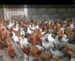 350عدد مرغ وخروس ژاپنی