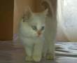 گربه رد پوینت چشم آبی فوووق العاده زیبا ...