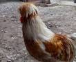 مرغ خروس لهستانی زیبا