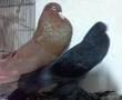 کبوتر بادکنکی پاپر بلند آمادہ تخم