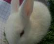 خرگوش سفید