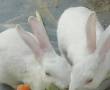 خرگوش تپل سفید 2 تا