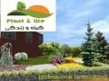 طراحی واجرای فضای سبزدر مشهد(plant & life)