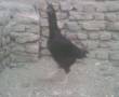 خروس مرغ افغان