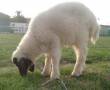 گوسفند عربی سفیدسفید شوش حر