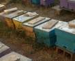 فروش زنبورعسل (کلی وجزئی)