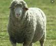 گوسفند زنده جهت انواع مراسم ها و اعیاد