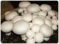 آموزش پرورش قارچ خوراکی و کشت قارچ دکمه ای و صدفی - معادل 10 سی دی تصویری