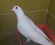 2 عدد کبوتر سفید