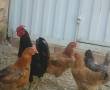 خریدار مرغ تخمگذار بومی روستای