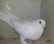 کبوترماده سفید هل پاپر