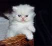 فروش گربه پرشین سفید  ،  ماده Persian Cat