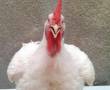 پرورش وفروش مرغ وخروس اورگانیک گوشتی خوراکی،قربانی