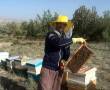فروش عسل گون منطقه سرحد