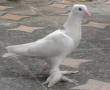 فروش کبوتر سفید تهرانی