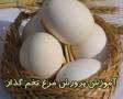 پرورش پرندگان تخم گذار و گوشتی/شتر مرغ/مرغ/کبک/بوقلمون7cd