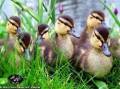 خرید و فروش تخم نطفه دار اردک خارجی : 700 تومان