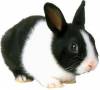 فروش خرگوشهای زیبای هلندی سیاه و سفید