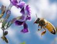 مجموعه لوح های آموزشی پرورش زنبور عسل